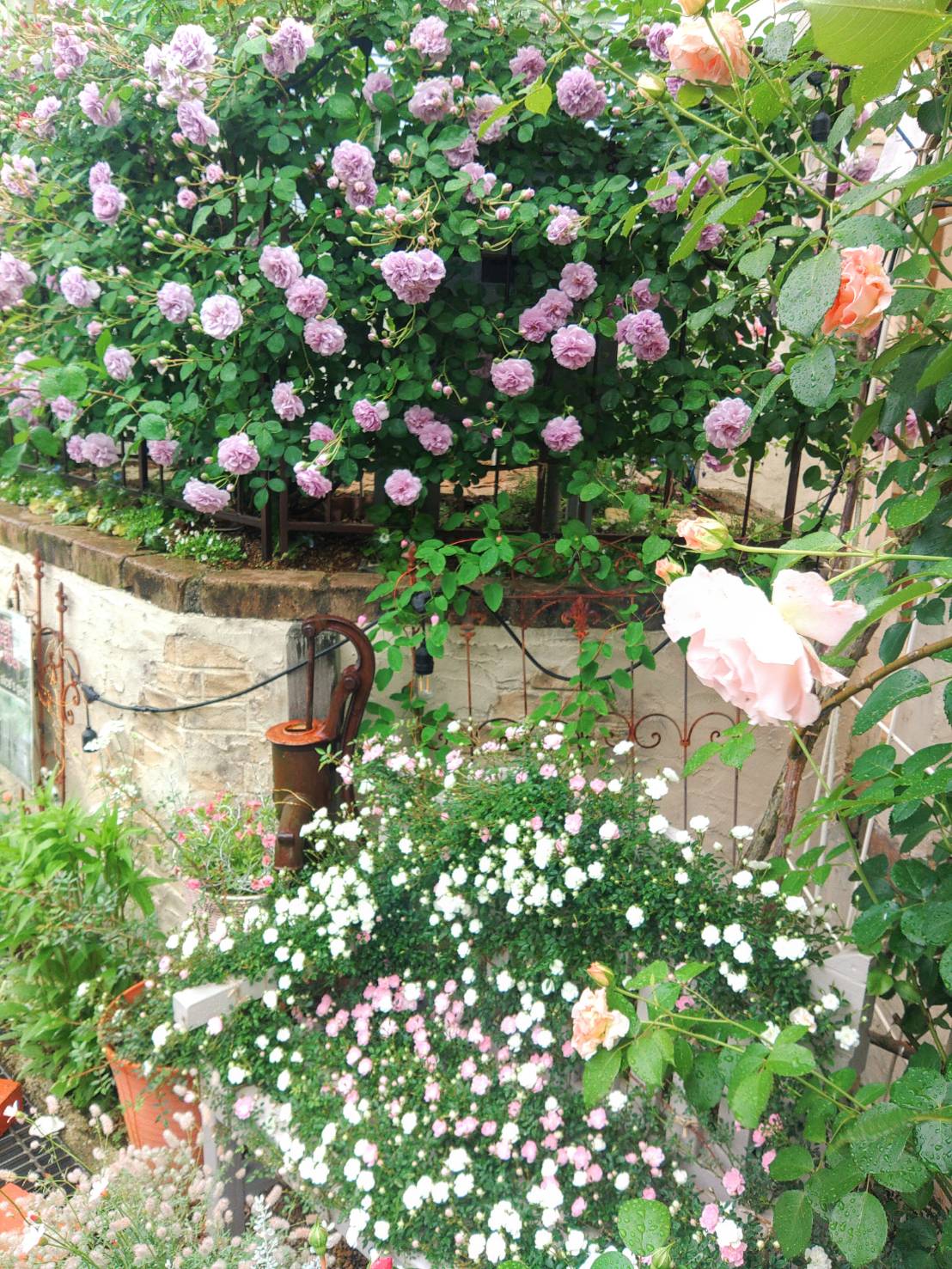 お花が満開の庭