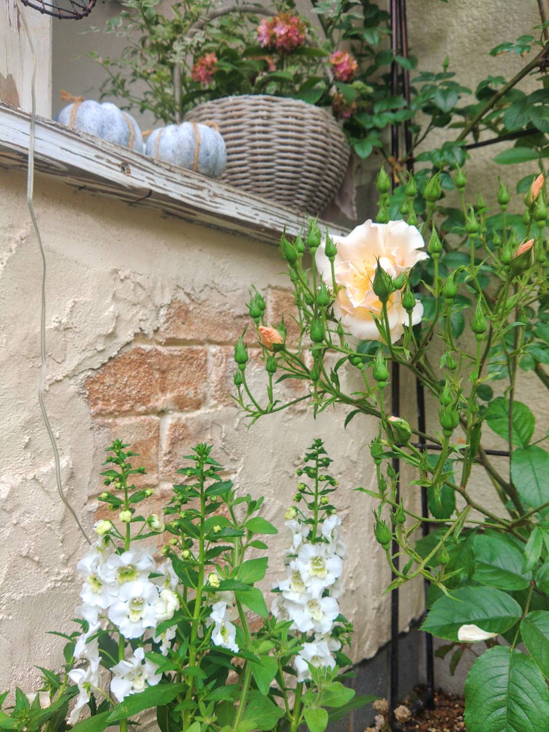 お花が満開の庭