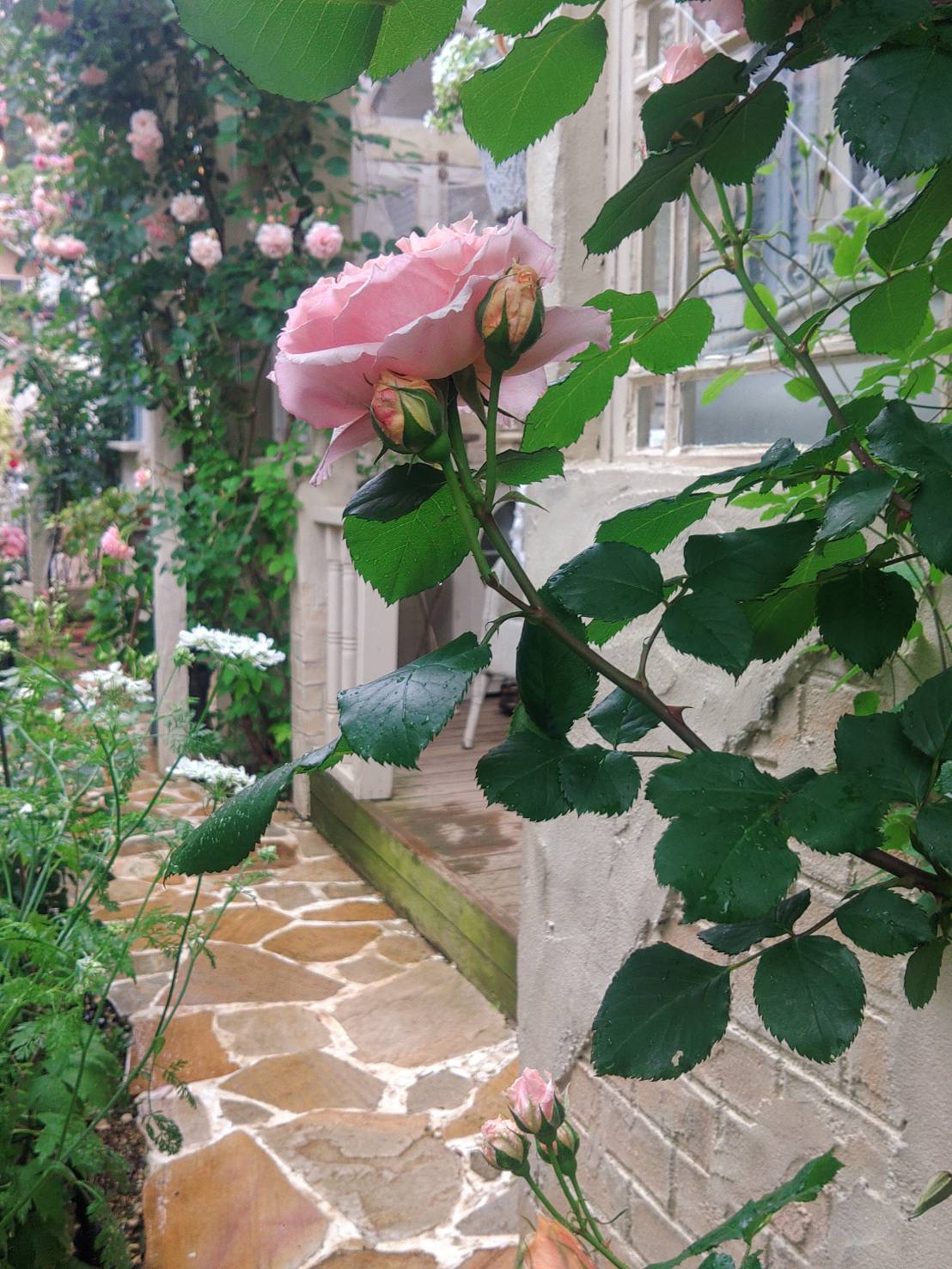 お花が満開の庭
